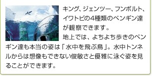 �L���O�A�W�F���c�[�A�t���{���g�A�C���g�r��4��ނ̃y���M���B���ώ@�ł��܂��B�n��ł́A�悿�悿�����̃y���M���B���{���̎p�́u�������Ԓ��v�B�����g���l������͑z�����ł��Ȃ��r�q���ƗD��ɉj���p�����邱�Ƃ��ł��܂��B