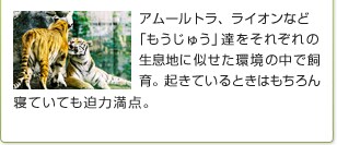 �A���[���g���A���C�I���Ȃǁu�������イ�v�B�����ꂼ��̐����n�Ɏ��������̒��Ŏ���B�N���Ă���Ƃ��͂������A�Q�Ă��Ă����͖��_�B