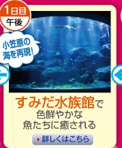 1���ڌߌ�@���݂������قŐF�N�₩�ȋ������ɖ������
���}���̊C���Č��I�@�ڂ����͂�����