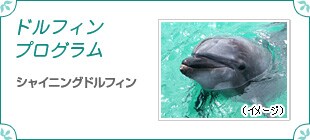 �h���t�B���v���O�����@�V���C�j���O�h���t�B��