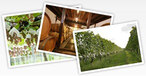 Koshu white wines from Yamanashi / Katsunuma district [Photo]