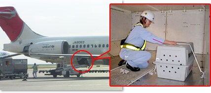 pets pet area cargo aircraft air loading fly traveling flights type travel airline jal flying airlines vary