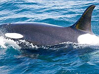 �o���N�[�o�[������