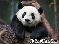 �T���f�B�G�S������