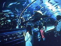 �V�h�j�[������