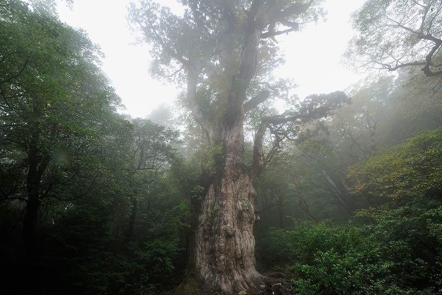 Explore Yakushima Island's Fascinating Nature Spots