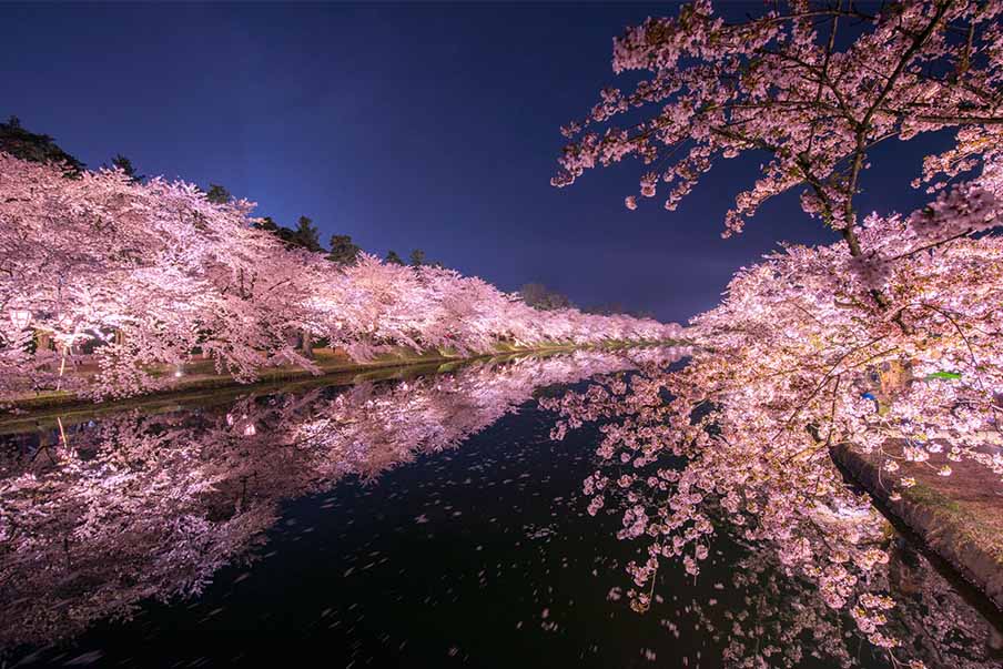Encounter a world of color at the Hirosaki Cherry Blossom Festival