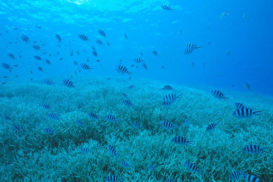 Snorkel through coral at Seihyo Beach and spot humpback whales