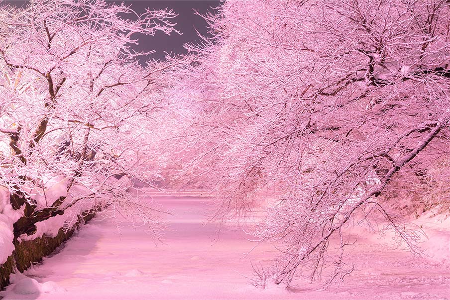 Explore Hirosaki City against the backdrop of beautiful cherry blossoms