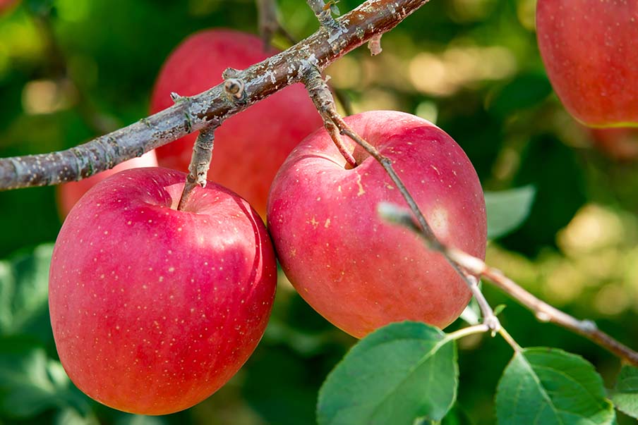 Sample delicious apples at Hirosaki Apple Park