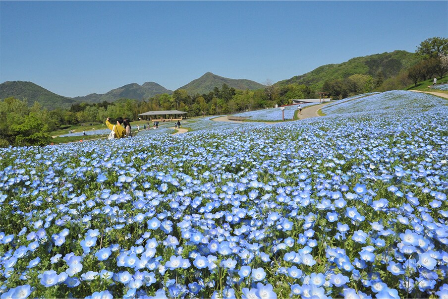 Sanuki Manno Park - The park of seasonal delights