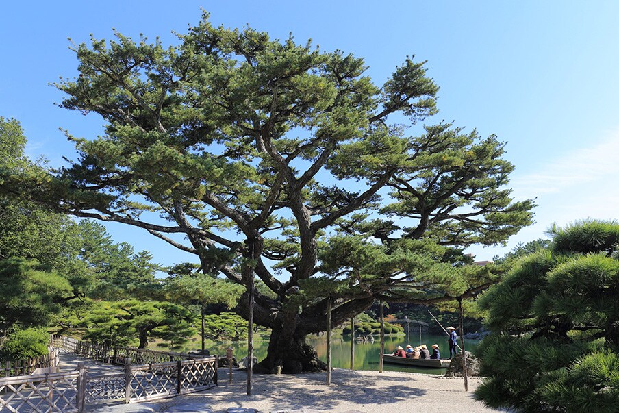 Admire the Neagari Goyo-matsu pine