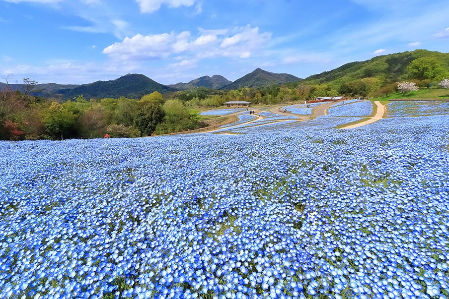Smell the flowers at Sanuki Manno National Park