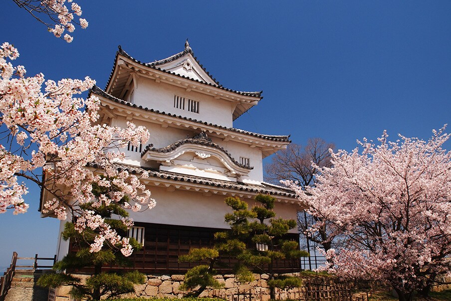 Admire cherry blossoms and stunning views around Marugame Castle