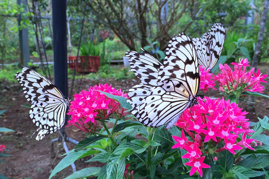 Butterfly paradise