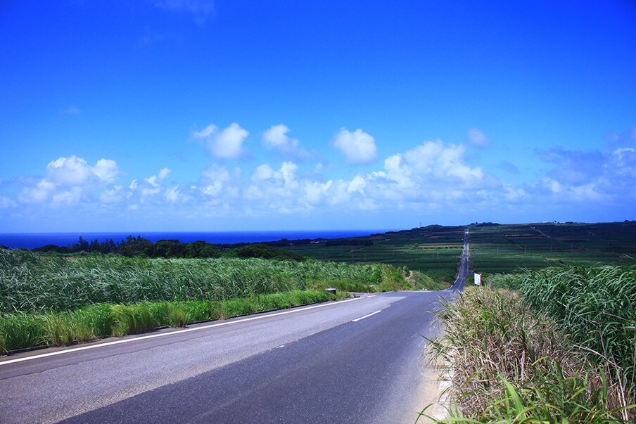 Sugar Cane Fields