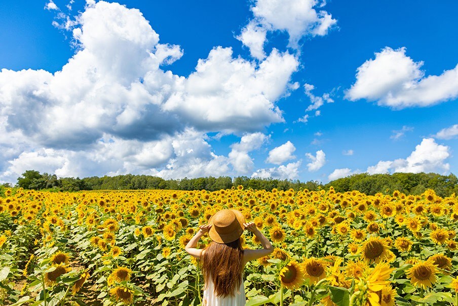Sunflowers at Hokuryu Sunflower Village