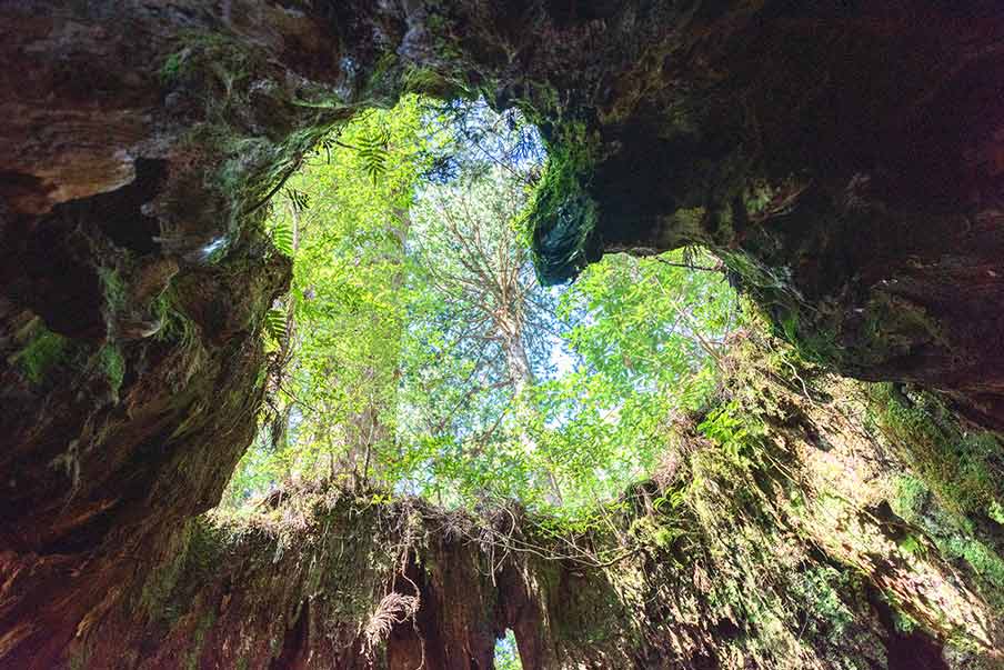 Wilson’s Stump (ウィルソン株)-giving visitors a lovely view of the skies