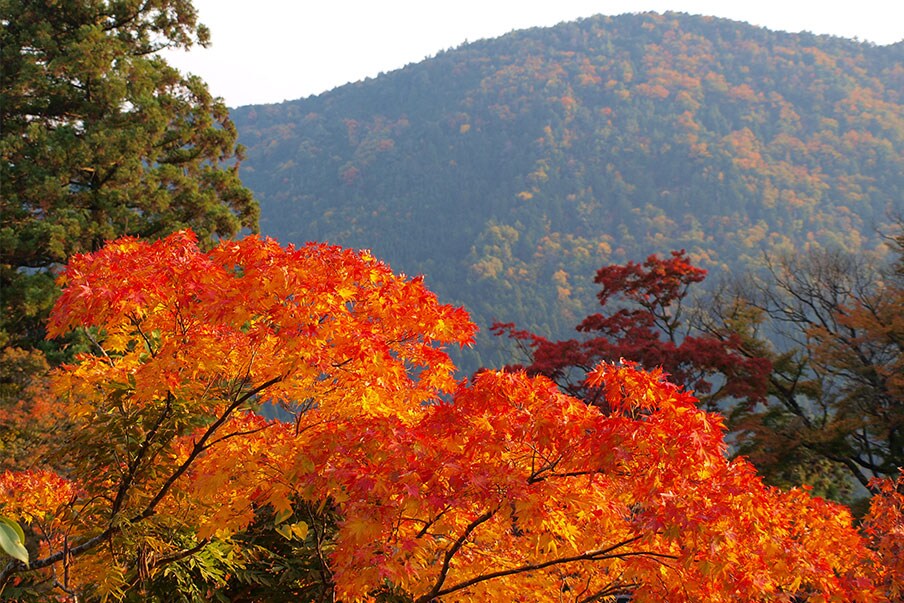 Mt. Kurama
