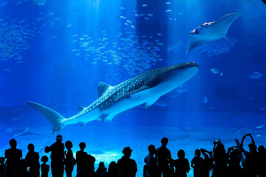 Enjoy underwater exhibitions