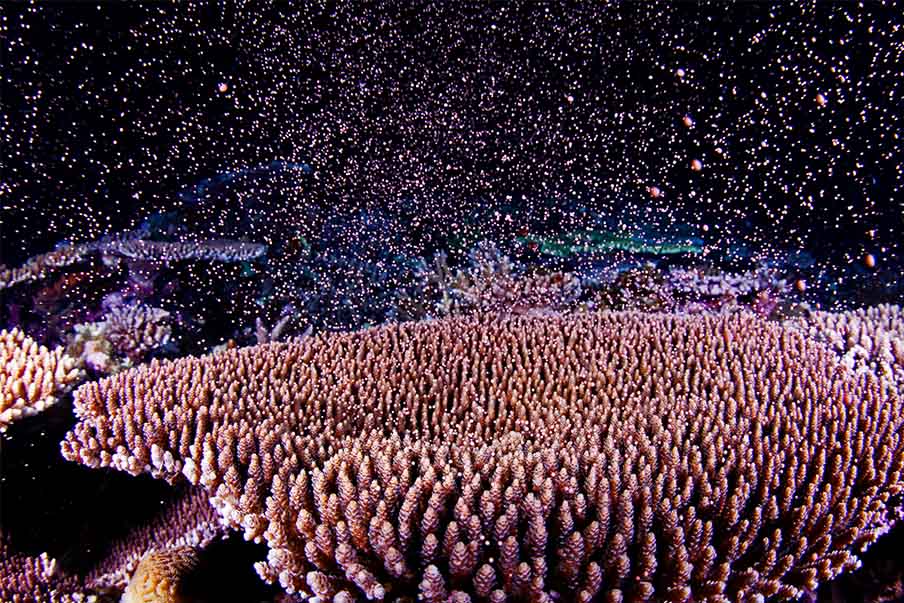 Driving Sustainable Development in Okinawa: Embracing the SDGs