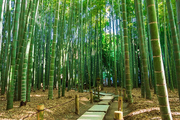Hokokuji Temple and Bamboo Forest