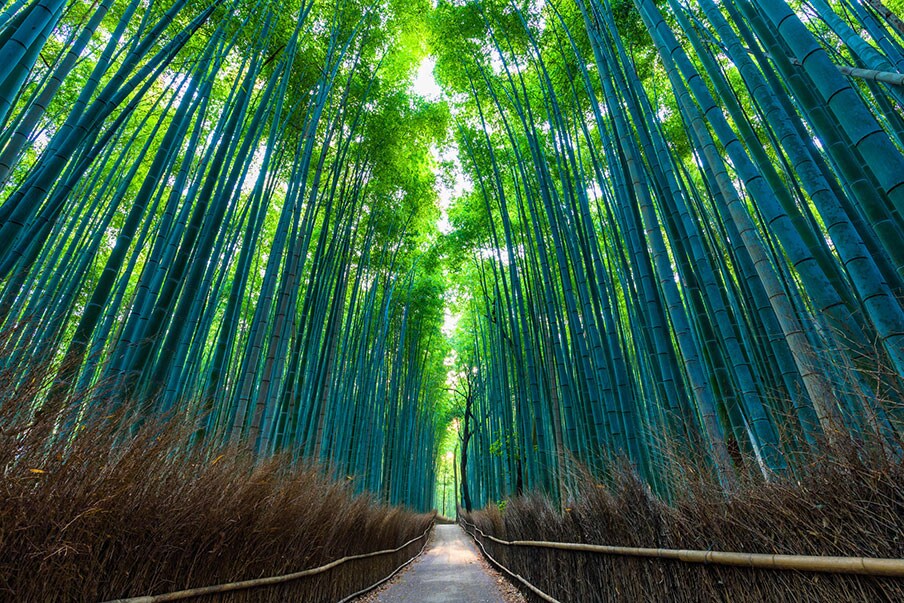 Explore the peaceful Sagano Bamboo Forest