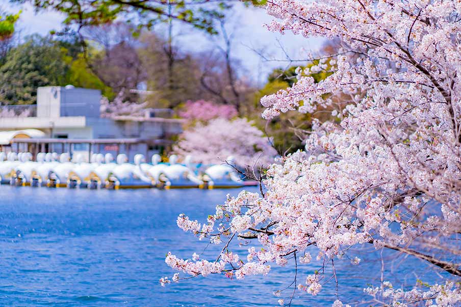 Kanda River to Inokashira Park - Arrive in serene gardens