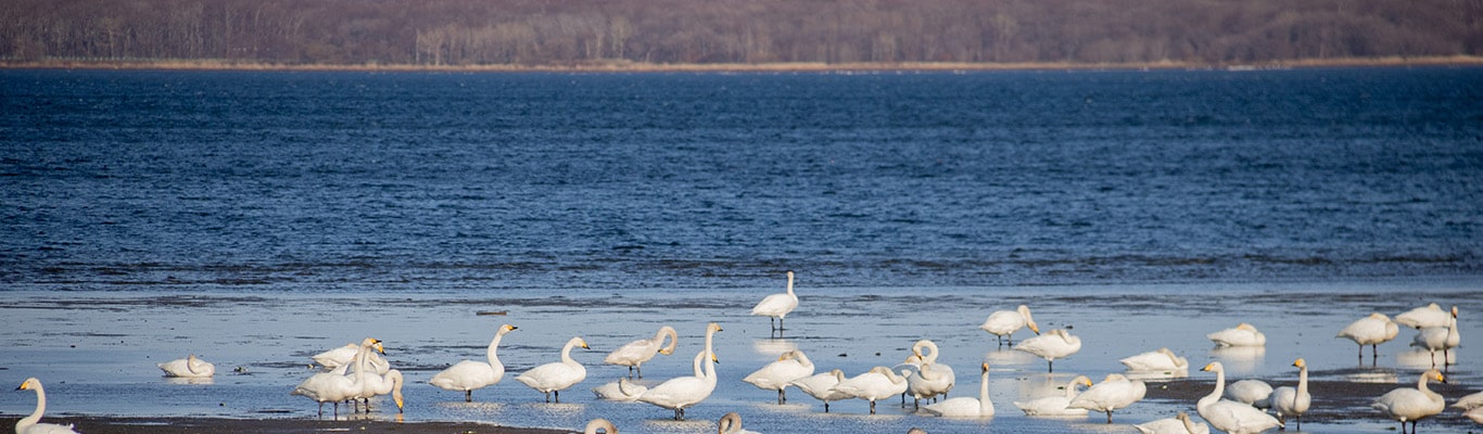 Fly with JAL Japan Explorer Pass