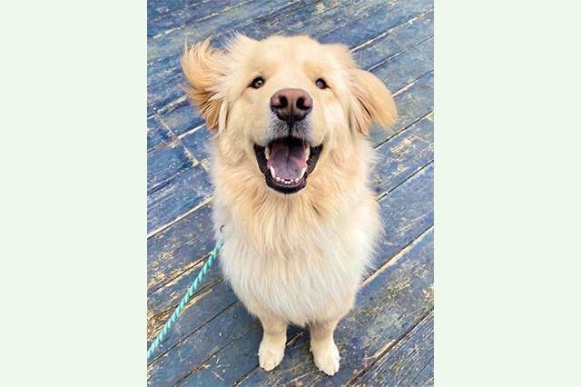 ヒッコリーウィンド　ディッパー