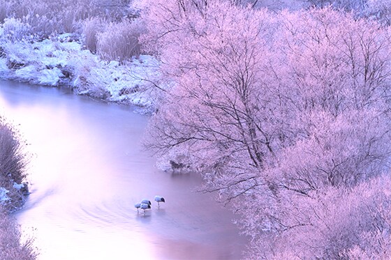 早朝のタンチョウ観察