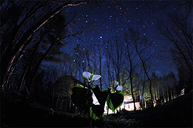 ロッジから見える星空の様子