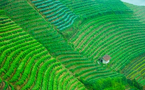 JAL | A WORLD OF BEAUTY JALカレンダー2025