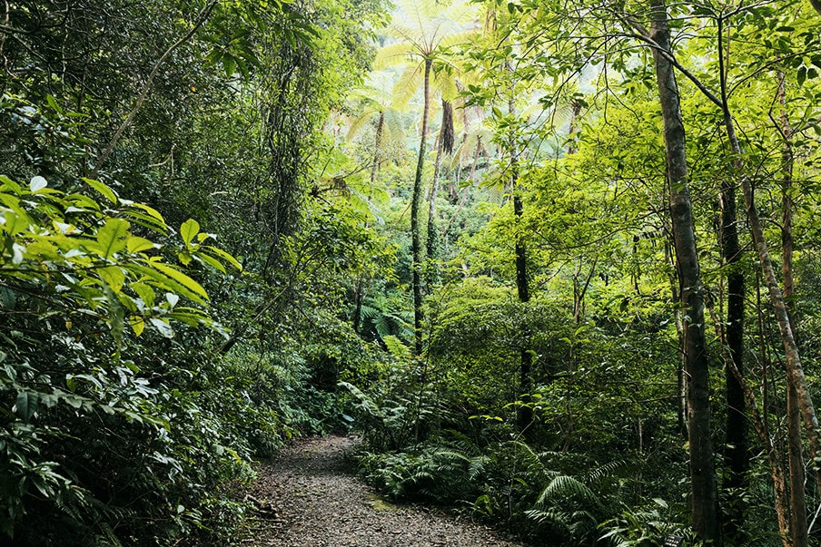 Faszinierende Führung durch den Kinsakubaru-Wald in all seiner Herrlichkeit