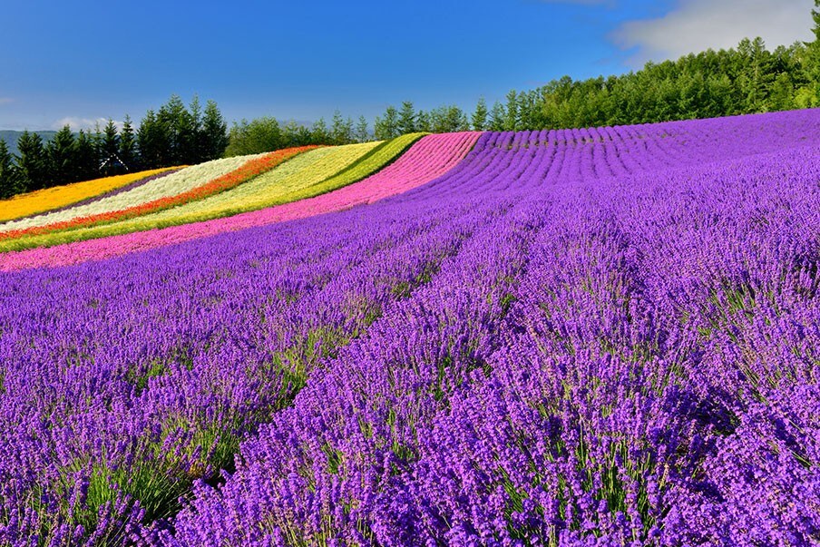 Lavender Fields in Farm Tomita