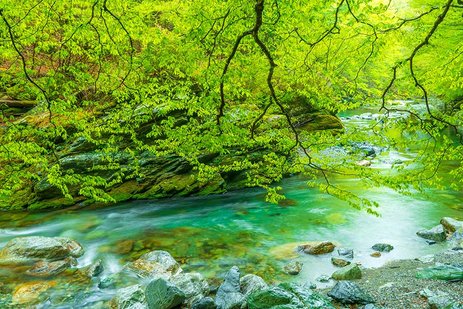What to do in Tokushima
