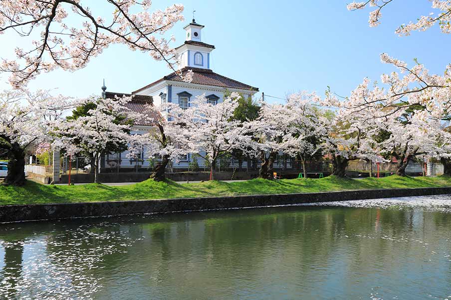 Observe the sakura at the Tsuruoka Cherry Blossom Festival