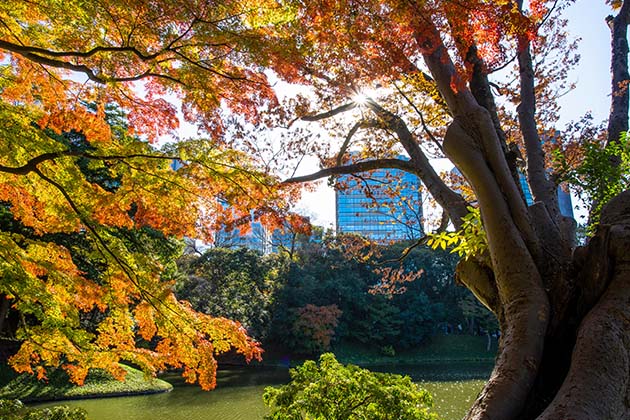 Koishikawa Korakuen Garden - a large urban park