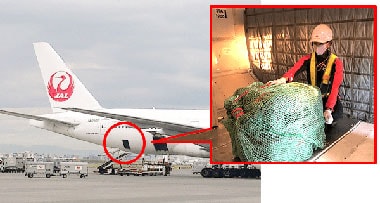 pet cargo international