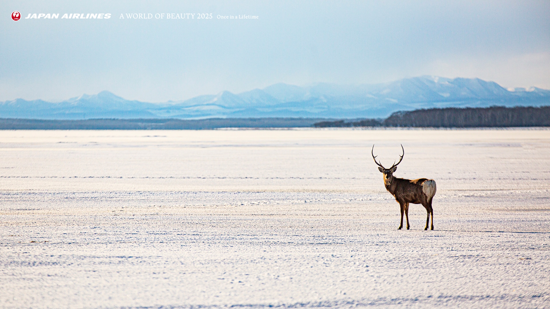 A World Of Beauty Jalカレンダー21 壁紙 Jal