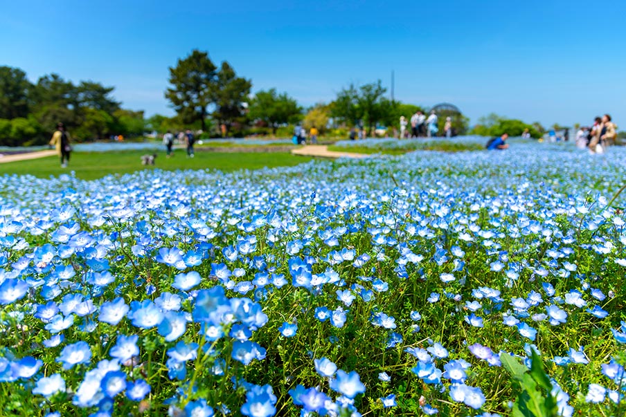 Enjoy the many wonders of Uminonakamichi Seaside Park