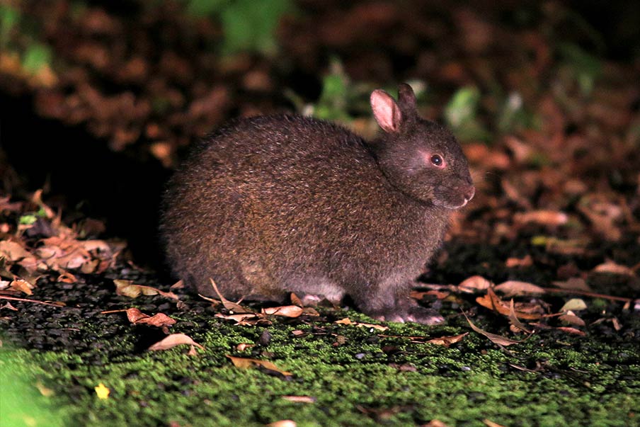 Night tour: Spot a rare animal