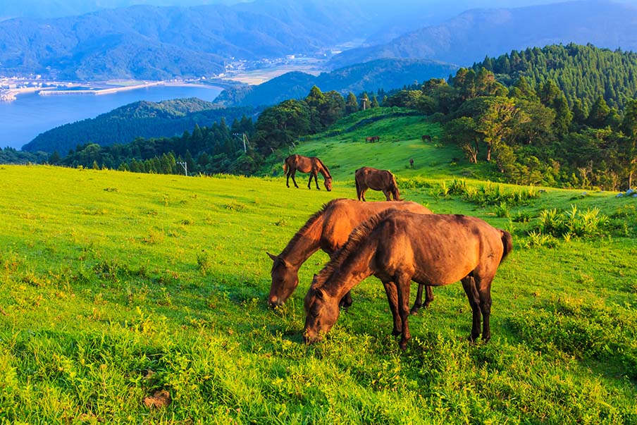 See stunning views of wild horses and rocky coastlines in Cape Toi