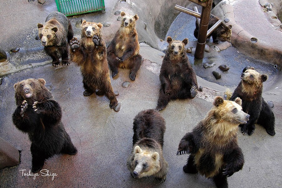 Noboribetsu Bear Park