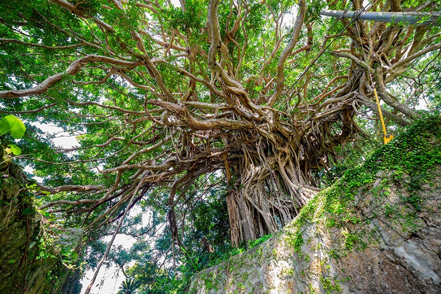 Agon, árbol baniano de 300 años