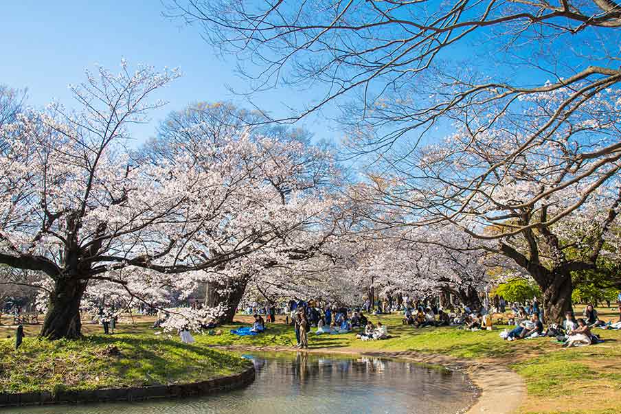 Parque Yoyogi: disfrute la flor de sakura en la bulliciosa ciudad