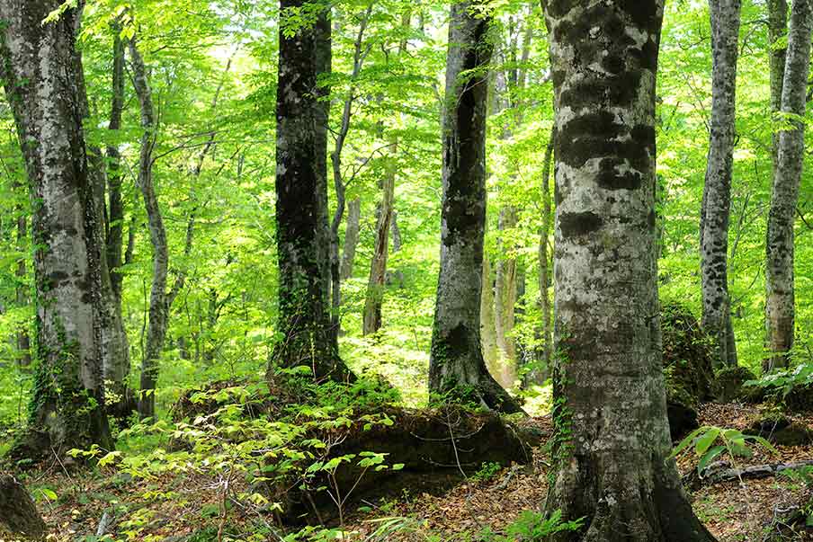 Dakedaibuna Natural Forest
