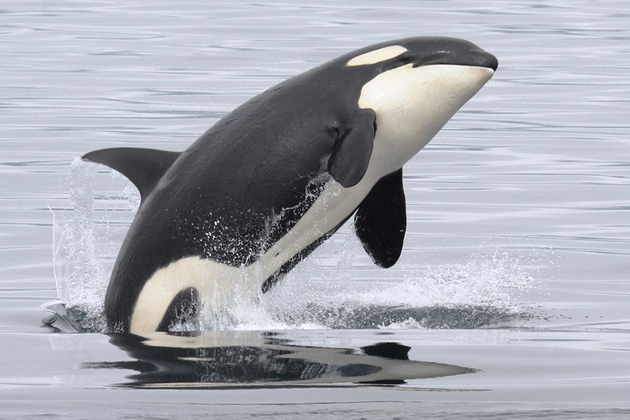 Set off on a sightseeing cruise