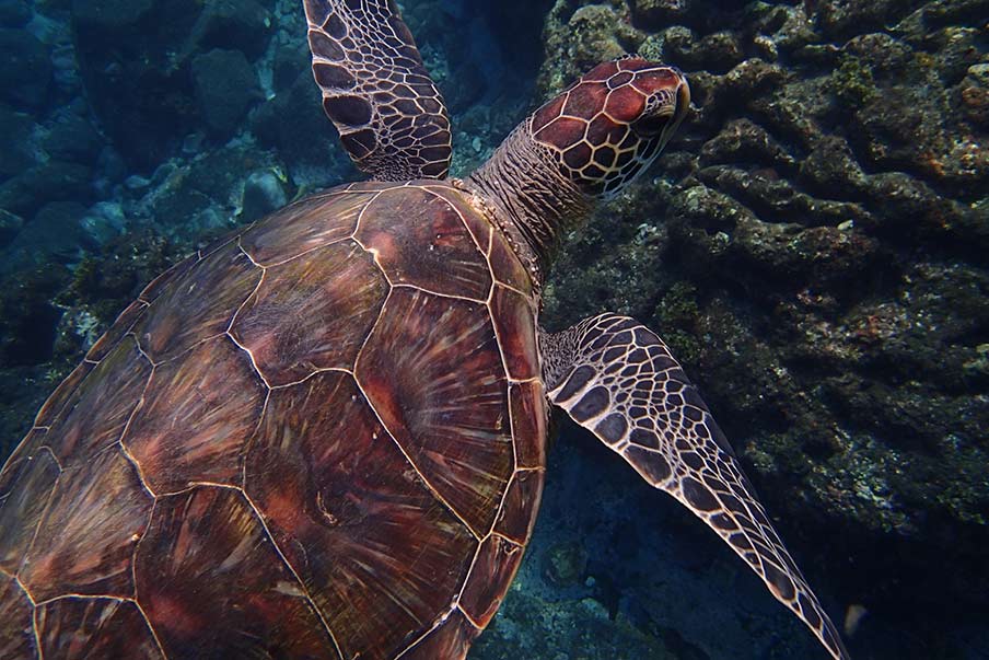 Sea turtles-nesting sites for these endangered species