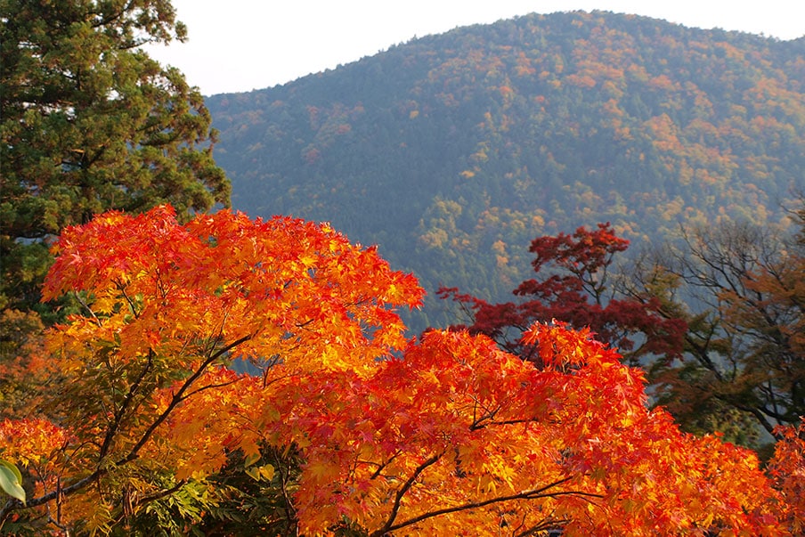 Mt. Kurama
